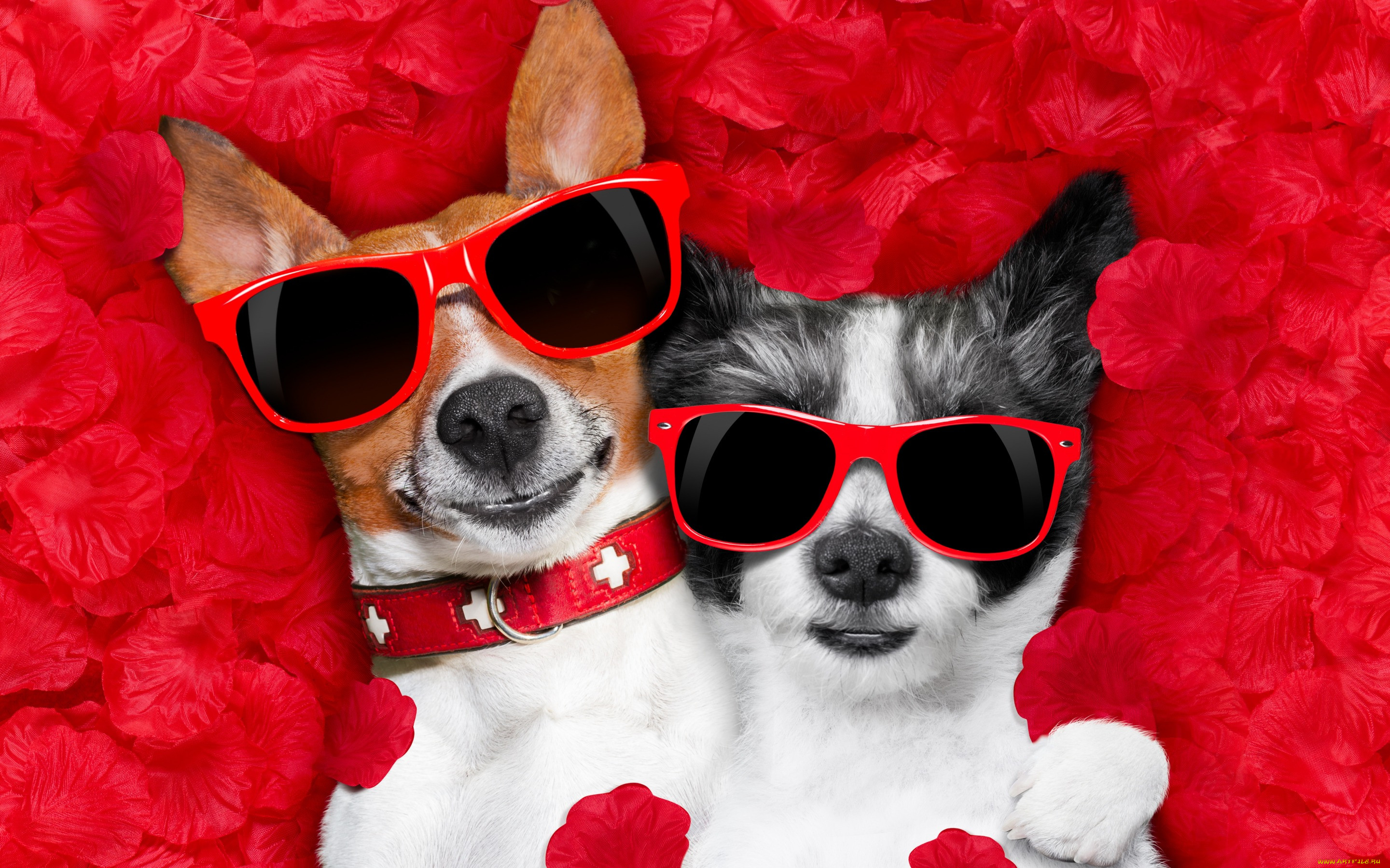   , valentine, dog, rose, romantic, , petals, hearts, funny, , love